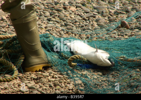 Ein Lachs ist gefangen in einem Netz aus dem Fluss Tweed im Paxton House in der Nähe von Berwick Stockfoto