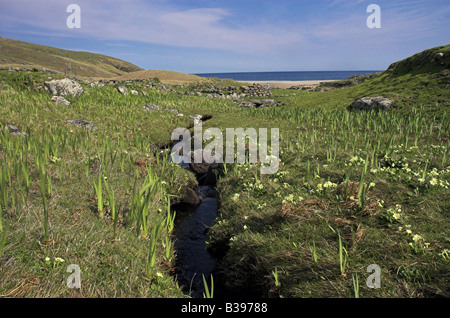 Die gemeinsame Primel decken das Land rund um das Dorf Ruinen, Insel Mingulay äußeren Hebriden, Schottland Stockfoto