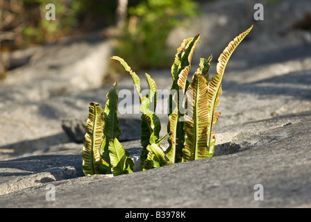 Hartstongue auf dem Kalkstein Pflaster am Gang Barrows, Silverdale Stockfoto