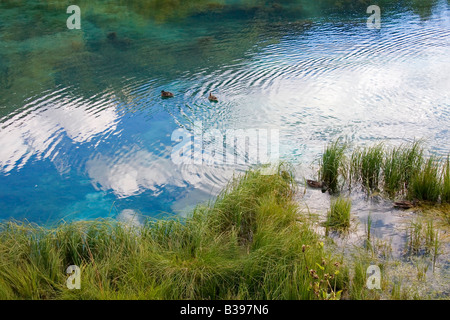 Kristallklares Wasser an der Quelle des Flusses Sava, in der Nähe von Kranjska Gora in Slowenien. Stockfoto