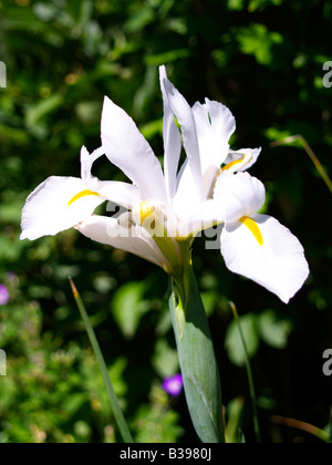 Weisse Iris, weiße Iris hollandica Stockfoto