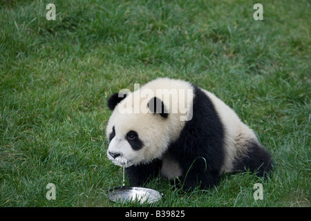 Süßes Baby-Panda-Junges, das Milch aus einer Schüssel im Giant Panda Zuchtzentrum in Wolong, China, trinkt Stockfoto