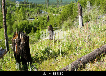 Feuer Schaden neue Waldwachstum in Glacier Nationalpark Stockfoto