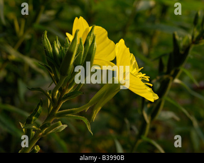 Gemeinsame Nachtkerze (Oenothera biennis) Stockfoto