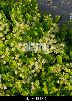 Schleichende marshwort (Apium repens) Stockfoto