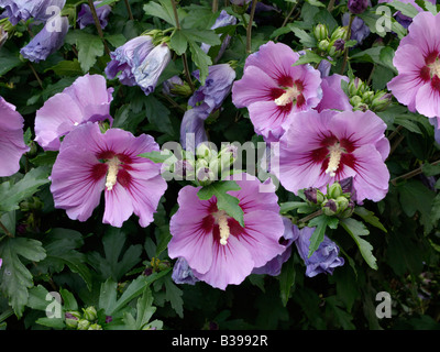 Gemeinsame Hibiskus (Hibiscus syriacus) Stockfoto