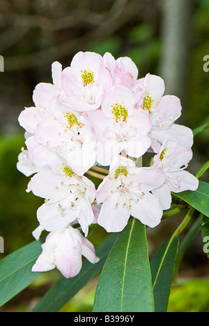 Große Rhododendron (Rhododendron maximum), Dolly Grassoden Wildnis, Tucker County, West Virginia Stockfoto