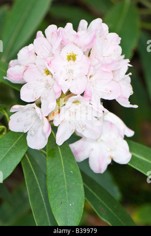 Große Rhododendron (Rhododendron maximum), Dolly Grassoden Wildnis, Tucker County, West Virginia Stockfoto