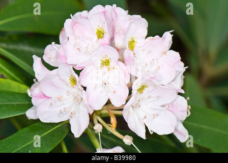 Große Rhododendron (Rhododendron maximum), Dolly Grassoden Wildnis, Tucker County, West Virginia Stockfoto