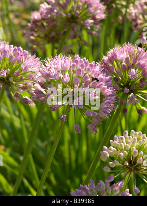 Wild Lauch (Allium ampeloprasum) Stockfoto