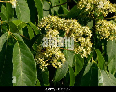 Koreanische biene Baum (tetradium daniellii) Stockfoto