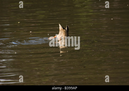 Ente auf den Kopf Stockfoto