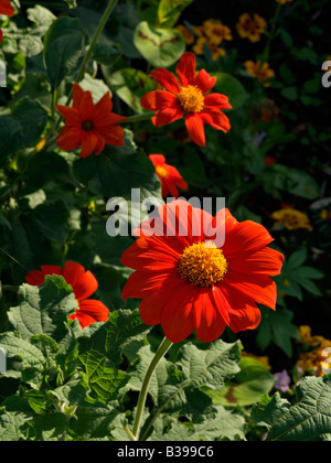 Mexikanische Sonnenblume (tithonia rotundifolia) Stockfoto