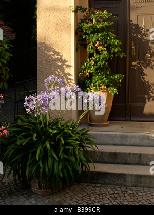 Schmucklilie (Agapanthus) und Bougainvillea Stockfoto