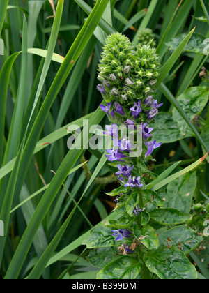 Große Blaue lobelia (lobelia siphilitica) Stockfoto