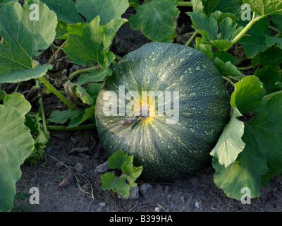 Steirischen Ölkürbis (Cucurbita Pepo var. Styriaca Sy Cucurbita Pepo var. Oleifera) Stockfoto