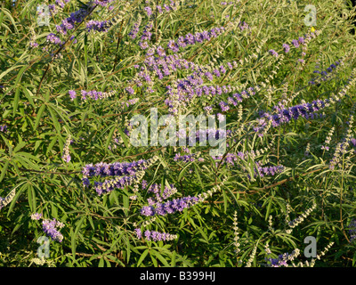 Keusch Baum (Vitex agnus-castus) Stockfoto