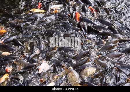 Viele hungrige Karpfen Fische schwimmen im Teich. Stockfoto