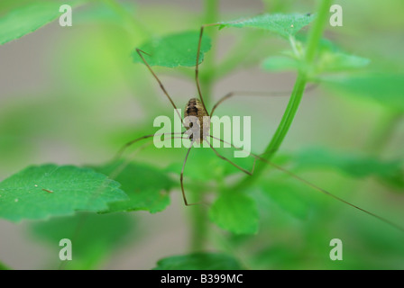 Daddy Long Legs Spinne an einer Pflanze Zitronenverbene. Stockfoto