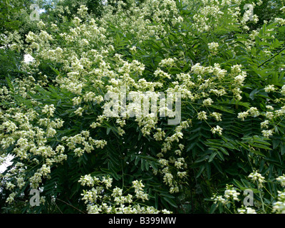 Japanische Pagode Baum (styphnolobium japonicum Syn. Sophora japonica) Stockfoto