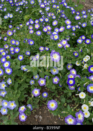 Zwerg morning glory (convolvulus tricolor) Stockfoto