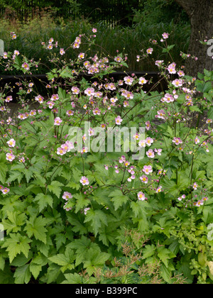 Japanische Anemone (Anemone hupehensis var. japonica) Stockfoto