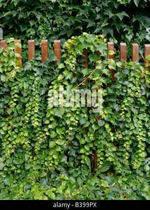 Japanische Kriechgang (parthenocissus Tricuspidata) Stockfoto