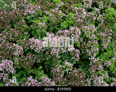 Griechischer Oregano (Origanum vulgare) Stockfoto