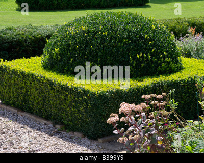 Gemeinsame Buchsbaum (buxus sempervirens) mit sphärischen Form Stockfoto
