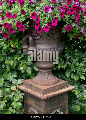 Petunie (Petunia) in eine Blume, Whirlpool Stockfoto