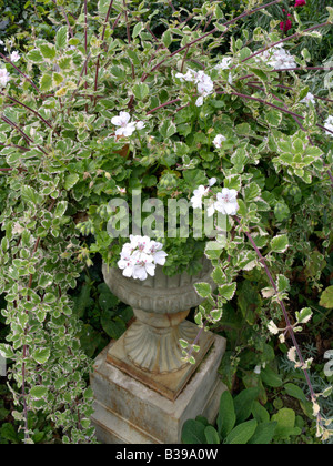 Pelargonien (Pelargonium) und schwedischen Efeu (plectranthus forsteri 'marginatus' syn. Plectranthus coleoides 'marginatus') Stockfoto