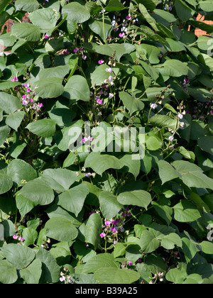 Hyazinthe-bohne (Lablab purpureus Syn. dolichos Lablab) Stockfoto