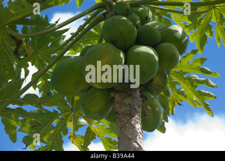 Reife Papaya Frucht am Baum Stockfoto