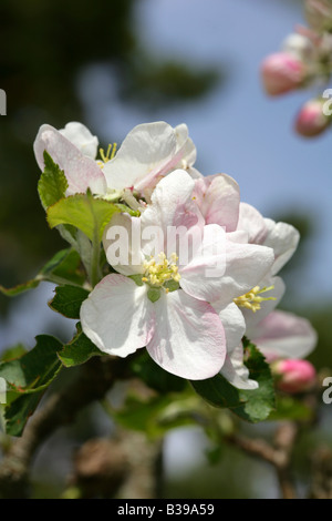 Apfelbluete, Apfelblüte Stockfoto