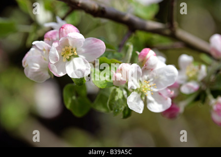 Apfelbluete, Apfelblüte Stockfoto