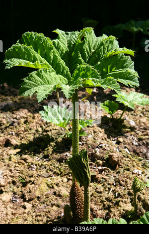 Mammutblatt Gunnera Manicata, Mammut Blatt Stockfoto