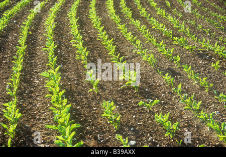 Detail des Feldes von geschwungenen Zeilen mit Hintergrundbeleuchtung junges frisches Frühlingsgrün verlässt Zuckerrüben oder Beta Vulgaris-Pflanzen Stockfoto