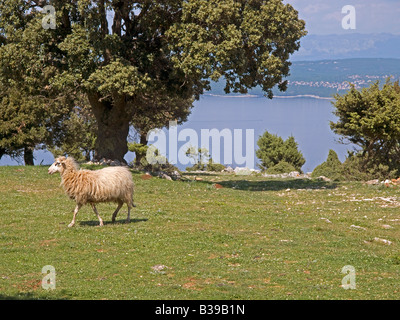 Schafe auf einer Weide mit einem Eiche Mittelmeer und die Insel Krk im Hintergrund auf der Insel Cres Kroatien Stockfoto