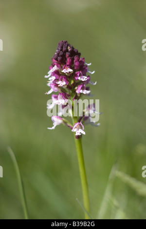 Verbrannte Orchidee Orchis ustulata Stockfoto