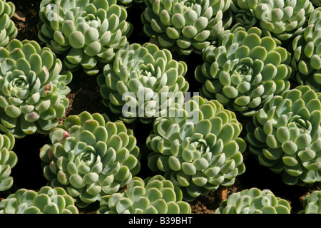 Symmetrische Eis Pflanzen in Reihen Stockfoto