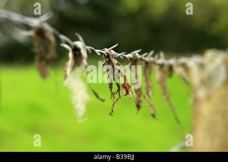 Schafwolle, gefangen auf einen Stacheldrahtzaun Stockfoto