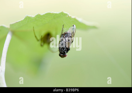 Meta-Menge. Männliche Stretch-Spinne mit einer Fliege gefangen im Netz Stockfoto