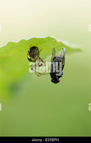 Meta-Menge. Männliche Stretch-Spinne mit einer Fliege gefangen im Netz Stockfoto