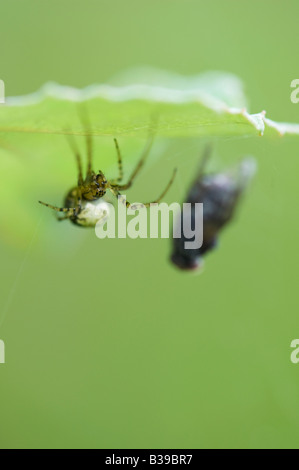 Meta-Menge. Männliche Stretch-Spinne mit einer Fliege gefangen im Netz Stockfoto