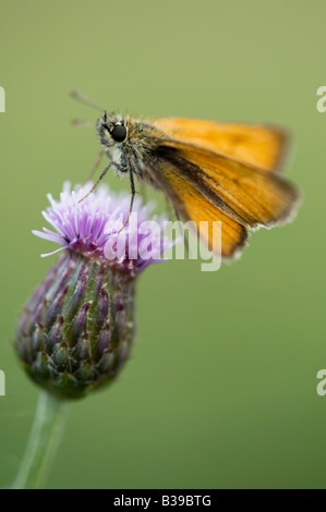 Thymelicus Sylvestris. Kleiner Schmetterling der Skipper auf einer Distel Stockfoto