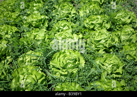 Deutschland, Bodensee, Salatfelder Auf der Insel Reichenau, Salat-Felder auf die Insel Reichenau am Bodensee Stockfoto