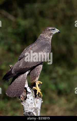 Gemeinsamen Bussard Buteo Buteo thront auf Baumstumpf Warnung Potton Bedfordshire suchen Stockfoto