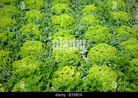 Deutschland, Bodensee, Salatfelder Auf der Insel Reichenau, Salat-Felder auf die Insel Reichenau am Bodensee Stockfoto