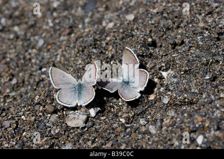 Blaue Agriades Gavarnie pyrenaicus Stockfoto