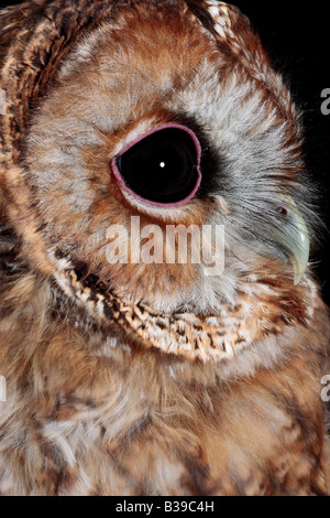 Waldkauz Strix Aluco Nahaufnahme des Gesichts Potton Bedfordshire Stockfoto